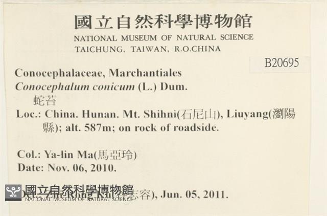 蛇苔藏品圖，第2張