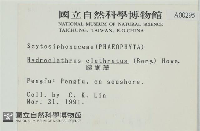 網胰藻藏品圖，第2張