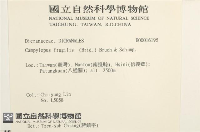 脆枝曲柄蘚藏品圖，第2張