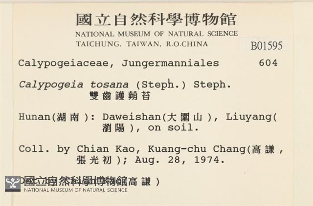 雙齒護蒴苔藏品圖，第2張