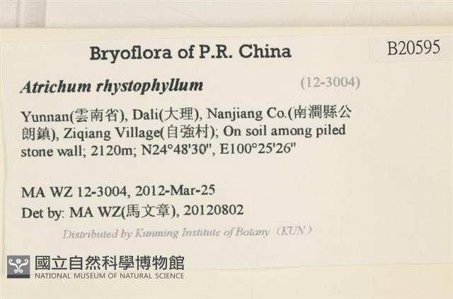 尖葉仙鶴蘚藏品圖，第2張