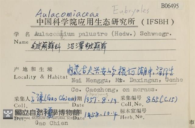 沼澤皺蒴蘚藏品圖，第2張