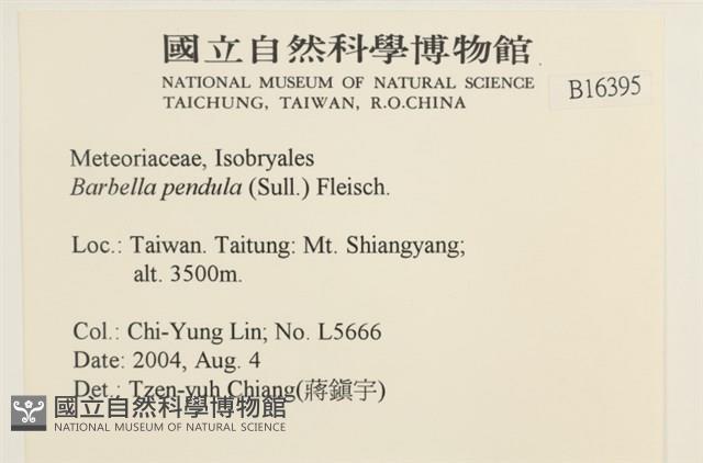 多疣懸蘚藏品圖，第2張