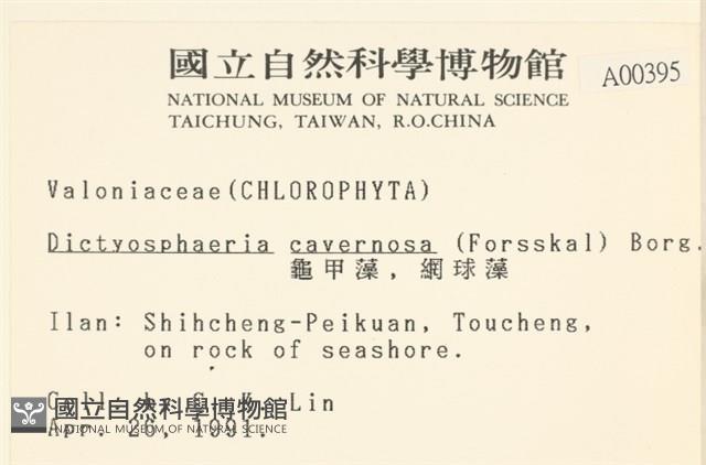 網球藻藏品圖，第2張