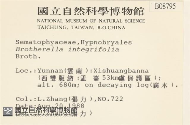 全緣小錦蘚藏品圖，第2張