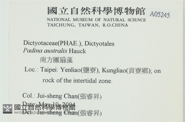 南方團扇藻藏品圖，第2張