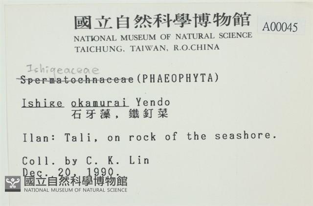 石牙藻, 石牙菜, 鐵釘菜藏品圖，第2張