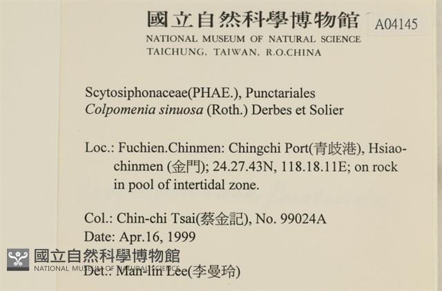袋苔, 囊藻藏品圖，第2張