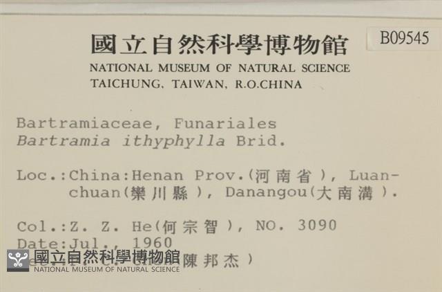 直葉珠蘚藏品圖，第2張