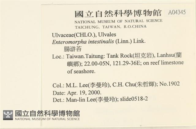 腸滸苔, 河石髮藏品圖，第2張