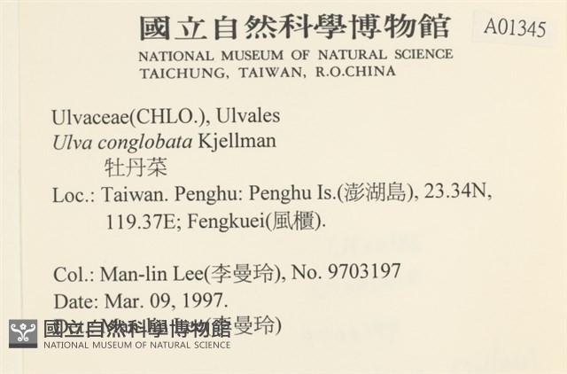 茶花石蓴, 牡丹菜藏品圖，第2張