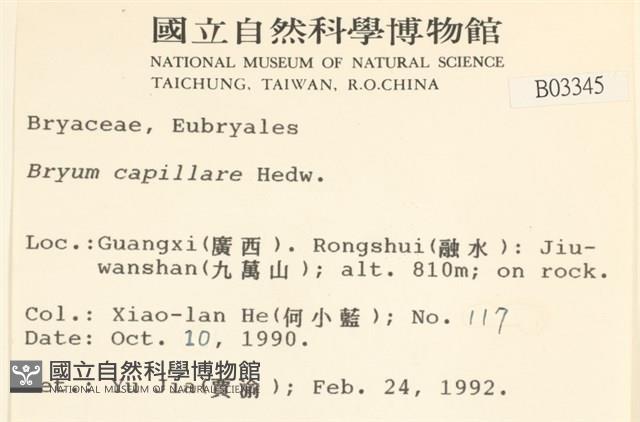 細葉真蘚藏品圖，第2張