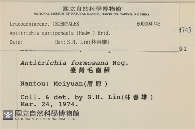 臺灣逆毛蘚藏品圖，第2張