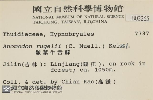 皺葉牛舌蘚藏品圖，第2張