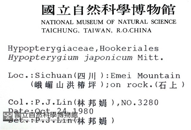 日本孔雀蘚藏品圖，第2張