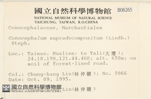 小蛇苔藏品圖，第2張