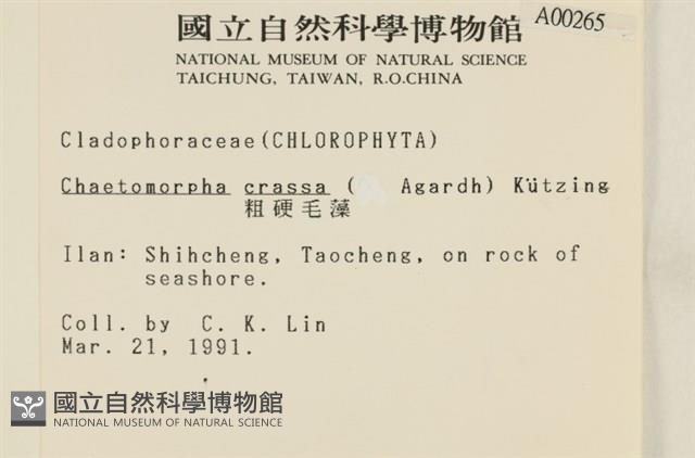 粗硬毛藻, 綠苔藏品圖，第2張