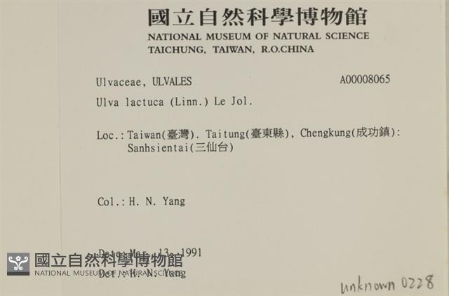大石蓴, 石蓴藏品圖，第2張
