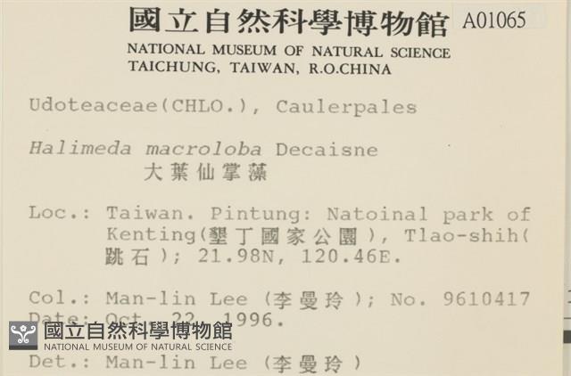 大葉海仙人掌, 大葉仙掌藻藏品圖，第2張