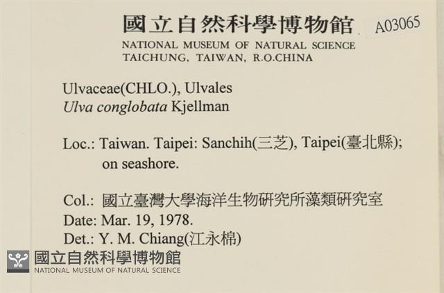 茶花石蓴, 牡丹菜藏品圖，第2張