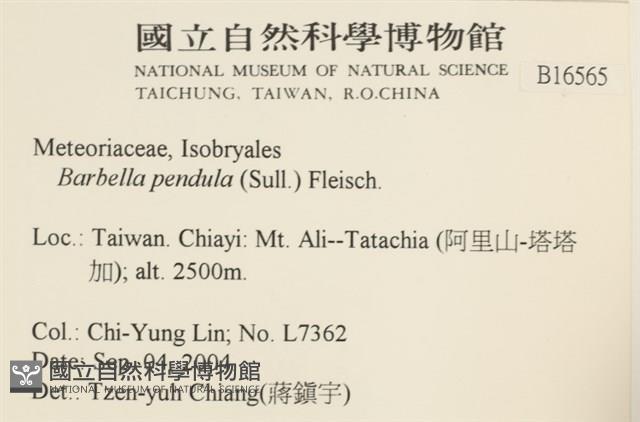 多疣懸蘚藏品圖，第2張