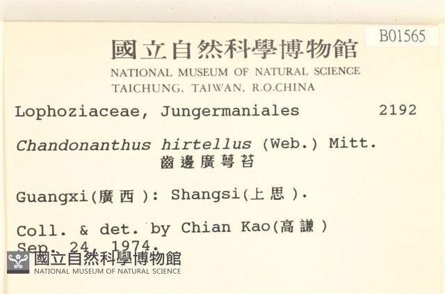 齒邊廣萼苔藏品圖，第2張