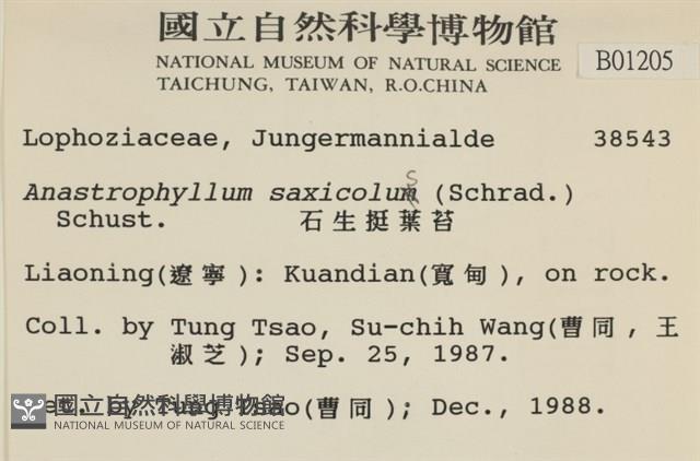 石生挺葉苔藏品圖，第2張