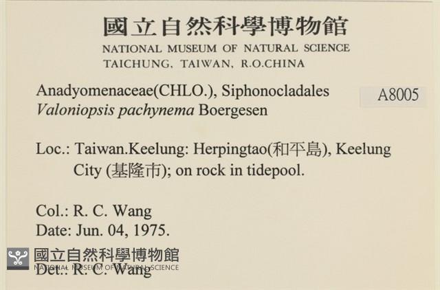 指枝藻藏品圖，第2張