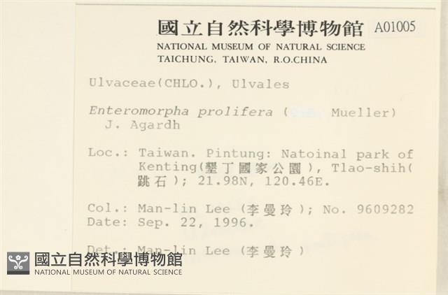 筋條石髮藏品圖，第2張