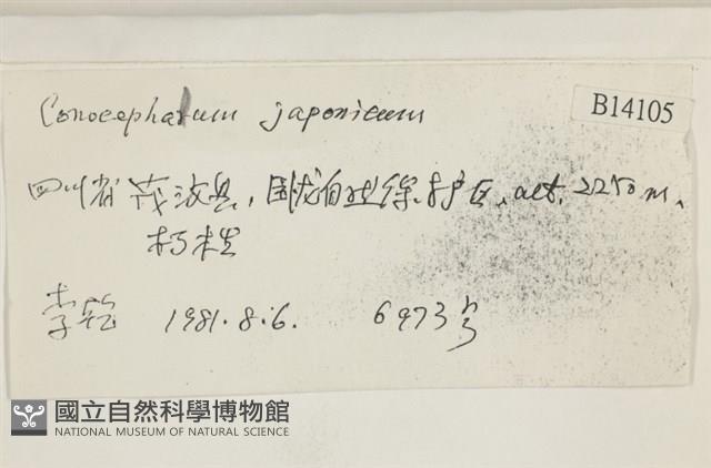 日本蛇苔藏品圖，第2張