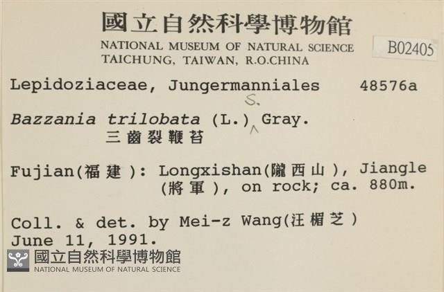 鞭苔藏品圖，第2張