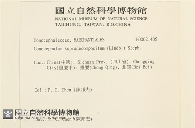 小蛇苔藏品圖，第2張