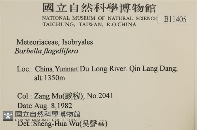 鞭枝懸蘚藏品圖，第2張