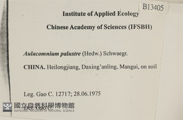 沼澤皺蒴蘚藏品圖，第2張