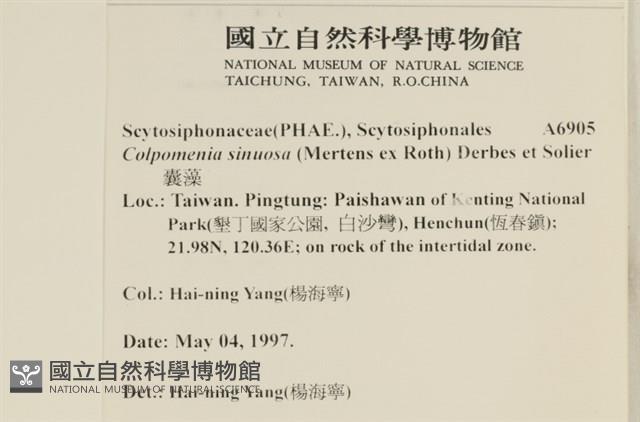 袋苔, 囊藻藏品圖，第2張