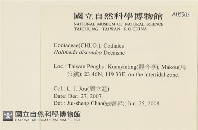 盤狀仙掌藻藏品圖，第1張