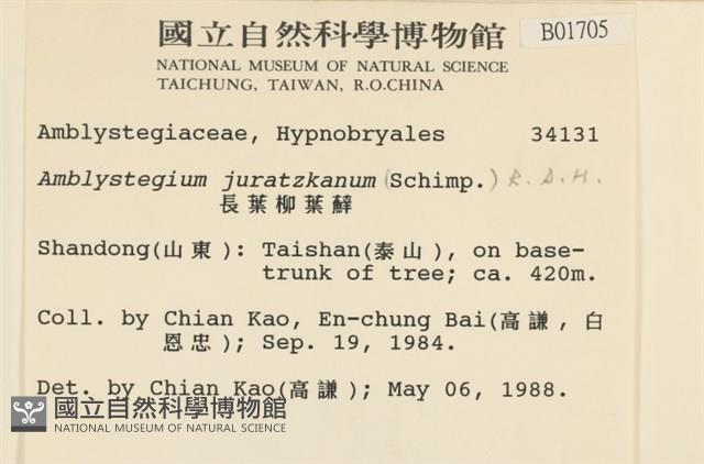 長葉柳葉蘚藏品圖，第2張