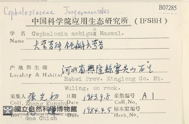 鈍瓣大萼苔藏品圖，第2張