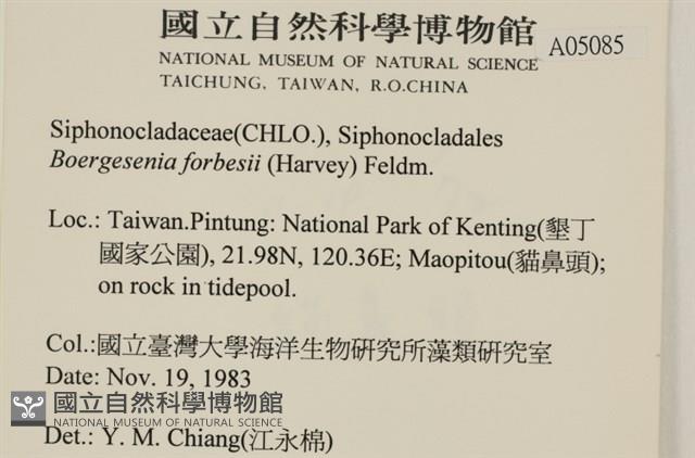 曲玉藻, 香蕉菜, 玉茄藻藏品圖，第2張