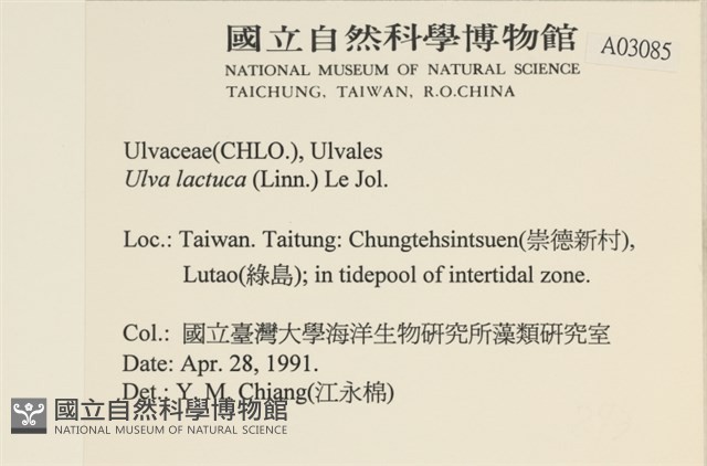 大石蓴, 石蓴藏品圖，第2張