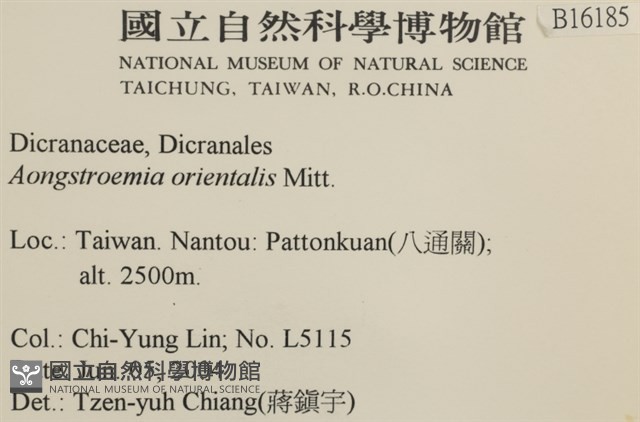東亞昂氏蘚,東方昂氏蘚藏品圖，第2張