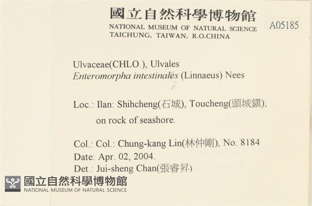 腸滸苔, 河石髮藏品圖，第2張