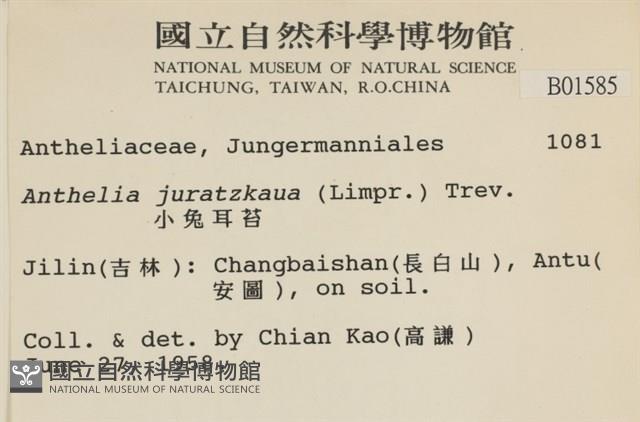 兔耳苔藏品圖，第2張