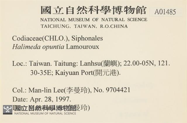 仙掌藻, 海仙人掌藏品圖，第2張