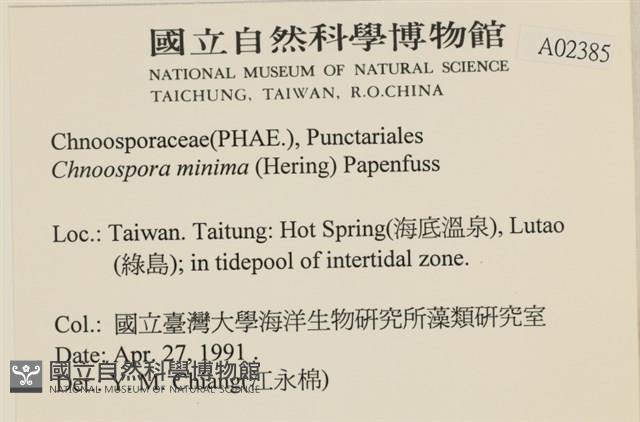 小毛孢藻, 小鹿角苔藏品圖，第2張