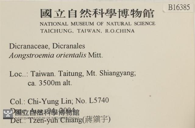 東亞昂氏蘚,東方昂氏蘚藏品圖，第2張