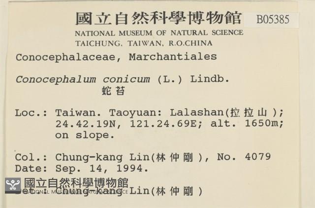 蛇苔藏品圖，第2張