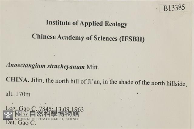 扭葉叢本蘚藏品圖，第2張