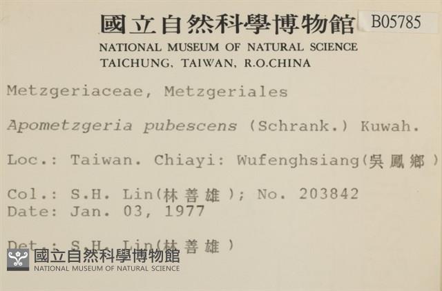 毛擬叉苔藏品圖，第2張