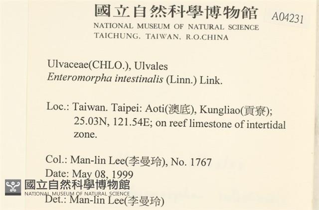腸滸苔, 河石髮藏品圖，第2張